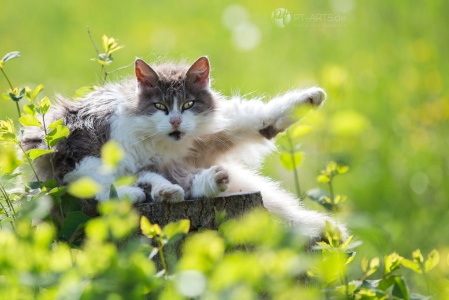Katzen#Bauernhof#schwarze Hauskatze#Getigerte Katze#Katzenfotografie Petra Tänzer