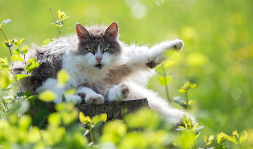 Katzen#Bauernhof#schwarze Hauskatze#Getigerte Katze#Katzenfotografie Petra Tänzer