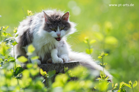 Katzen#Bauernhof#schwarze Hauskatze#Getigerte Katze#Katzenfotografie Petra Tänzer