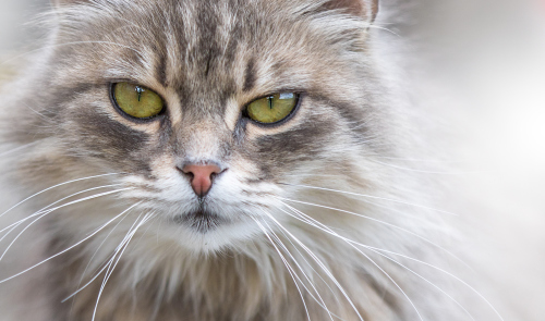 Animals, Wildlife,Tierfotografie, Eichhörnchen, Katzen, Vögel