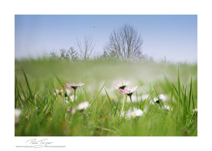 Blumendekorationen, Impressionen