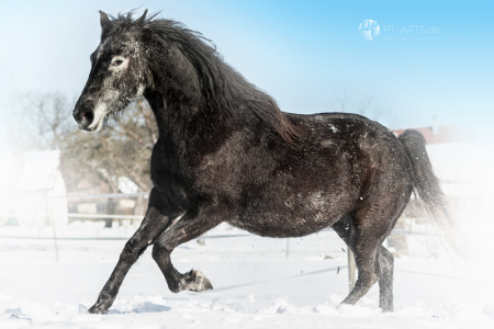 Arabo-Friese Pferdefotografie Petra Tänzer (6)