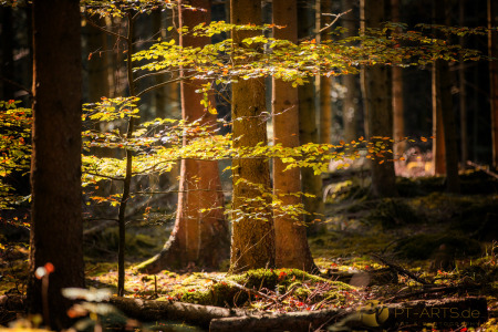 Petra Tänzer Landschaftsfotografie Schwäbischer Wald in Althütte
