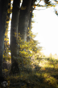 Petra Tänzer Landschaftsfotografie Schwäbischer Wald in Althütte