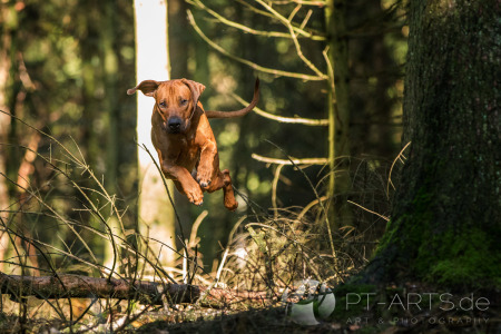 Auf-dem-Feld-mit-Kenai-Actionbilder-web14