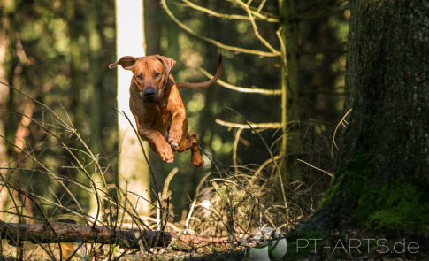 Rhodesian Ridgeback Hundefotografie im Schwäbischen Wald in der Nähe von Stuttgar