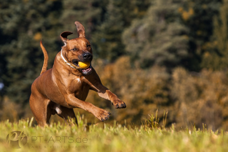 Auf-dem-Feld-mit-Kenai-Actionbilder-web54