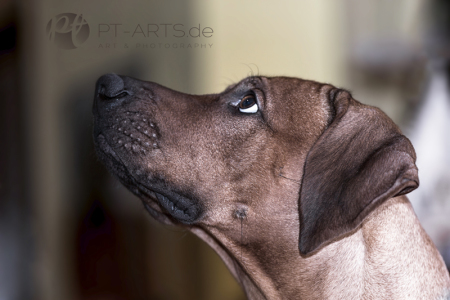 Petra Tänzer Hundefotografie Kenai  , der Familienhund