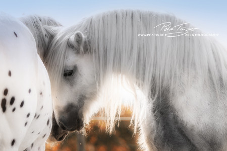 Pony, Pferde ,Pferdefotografie, equine Images, Warmblut, Lusitano, Hengst Tinker