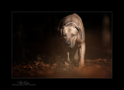 Kenai Rhodesian Ridgeback