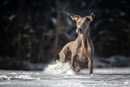 Guess Weimaraner Mädc