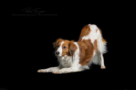 Kooikerhondje