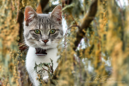 Speedy Hauskatze