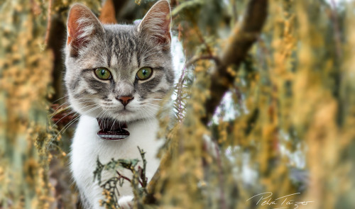 Animals, Wildlife,Tierfotografie, Eichhörnchen, Katzen, Vögel