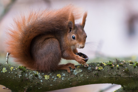 Animals, Wildlife,Tierfotografie, Eichhörnchen, Katzen, Vögel