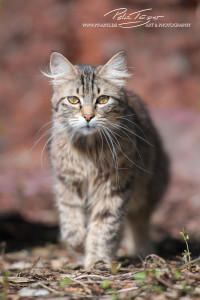 Katzen vom Gnadenhof Zeh