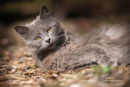 Katzen vom Gnadenhof Zeh