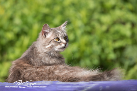 Katzen vom Gnadenhof Zeh