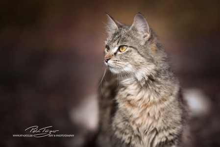 Katzen vom Gnadenhof Zeh
