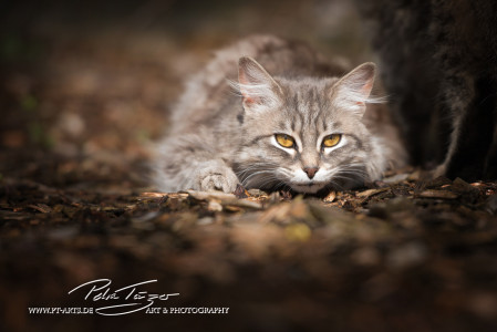 Katzen vom Gnadenhof Zeh