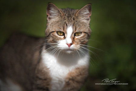 Katzen vom Gnadenhof Zeh
