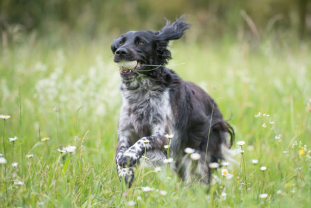 pt-arts-fotografie-petra-taenzer-hunde-action-muensterlaender