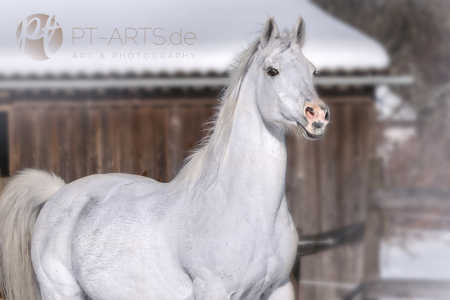 Cindy Warmblut-Araber Pferdefotografie Petra Tänzer  (2)