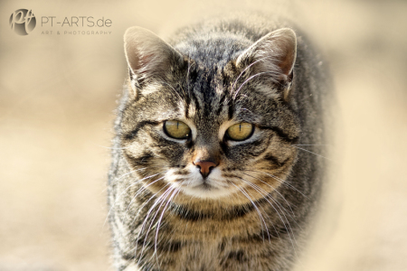 Katzen#Bauernhof#schwarze Hauskatze#Getigerte Katze#Katzenfotografie Petra Tänzer