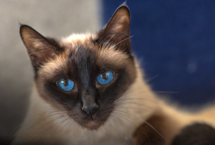 Edle Siamkatze mit blauem Hintergrund