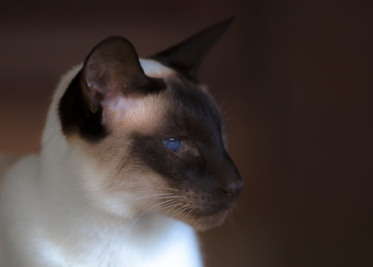 Edle-Siamkatze-mit-rotem-Hintergrund