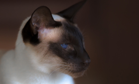 Edle-Siamkatze-mit-rotem-Hintergrund