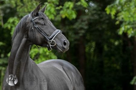 Gavan, Deutsches Warmblut#Hannoveraner#Oldenburger#Holsteiner#Württemberger#Pferdefotografie Petra Tänzer