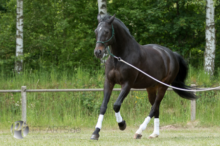 Leonardo, Deutsches Warmblut#Hannoveraner#Oldenburger#Holsteiner#Württemberger#Pferdefotografie Petra Tänzer