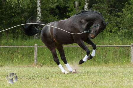 Leonardo, Deutsches Warmblut#Hannoveraner#Oldenburger#Holsteiner#Württemberger#Pferdefotografie Petra Tänzer