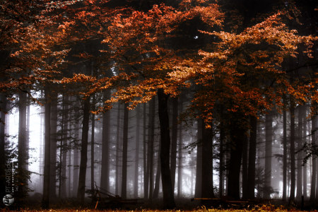 Petra Tänzer Landschaftsfotografie Schwäbischer Wald in Althütte