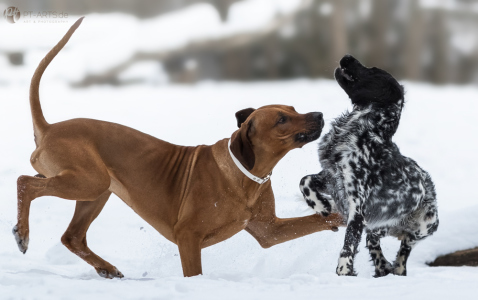 Großer-Münsterländer-und-Rhodesian-Ridgeback-104-web-