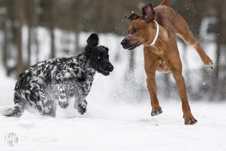 Großer-Münsterländer-und-Rhodesian-Ridgeback-54-web-