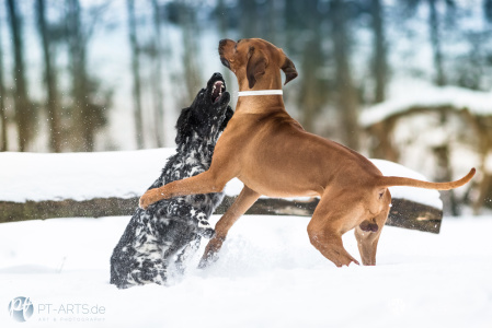 Großer-Münsterländer-und-Rhodesian-Ridgeback-83-web