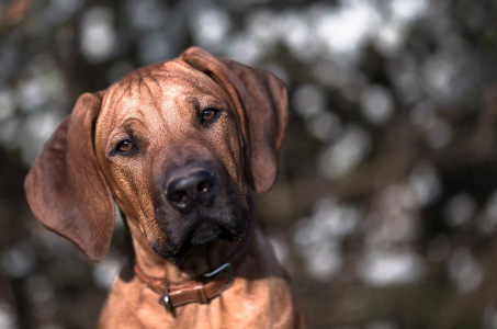 Hund 01 WEB
