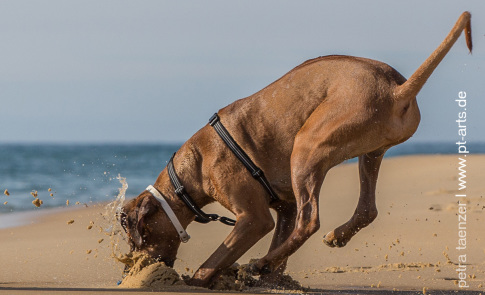 Hundefotografie Petra Tänzer von Rhodesian Ridgeback in Frankreich am Atlantik