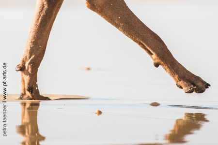 Hundefotografie-Petra-Tänzer-Strandbilder