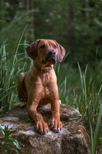 Hundefotografie-RR-auf-dem-Stein-am-Teich