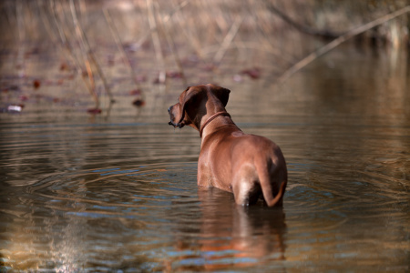 Hundefotografie-Rhodesian-Ridgeback-im-Wasser