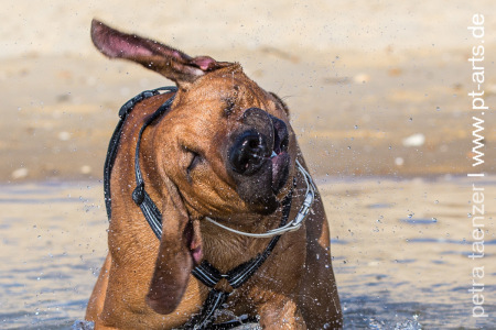 Hundefotografie-Rhodesian-Ridgebackam-Strand-von-St.-Girons-Plage-in-Frankreich