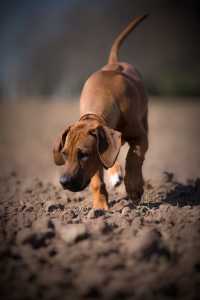 Hundefotografie-Schnüffeln-auf-dem-Feld