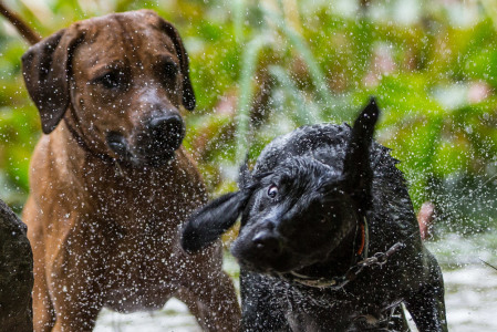 Hundefotografie-Schüttelbild-2
