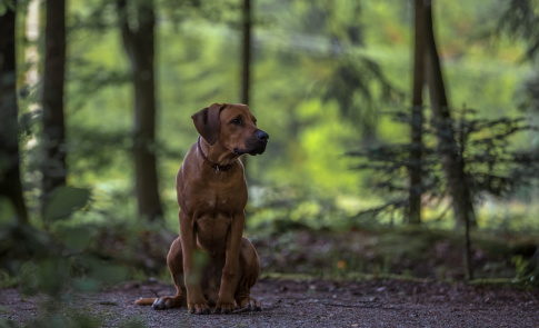 Hundefotografie-Spaziergang-im-Wald