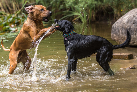 Hundefotografie-Wasserspiele