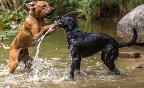 Hundefotografie-Wasserspiele