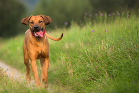 Hundefotografie-mit-Kenai-im-Schwäbischen-Wald-12